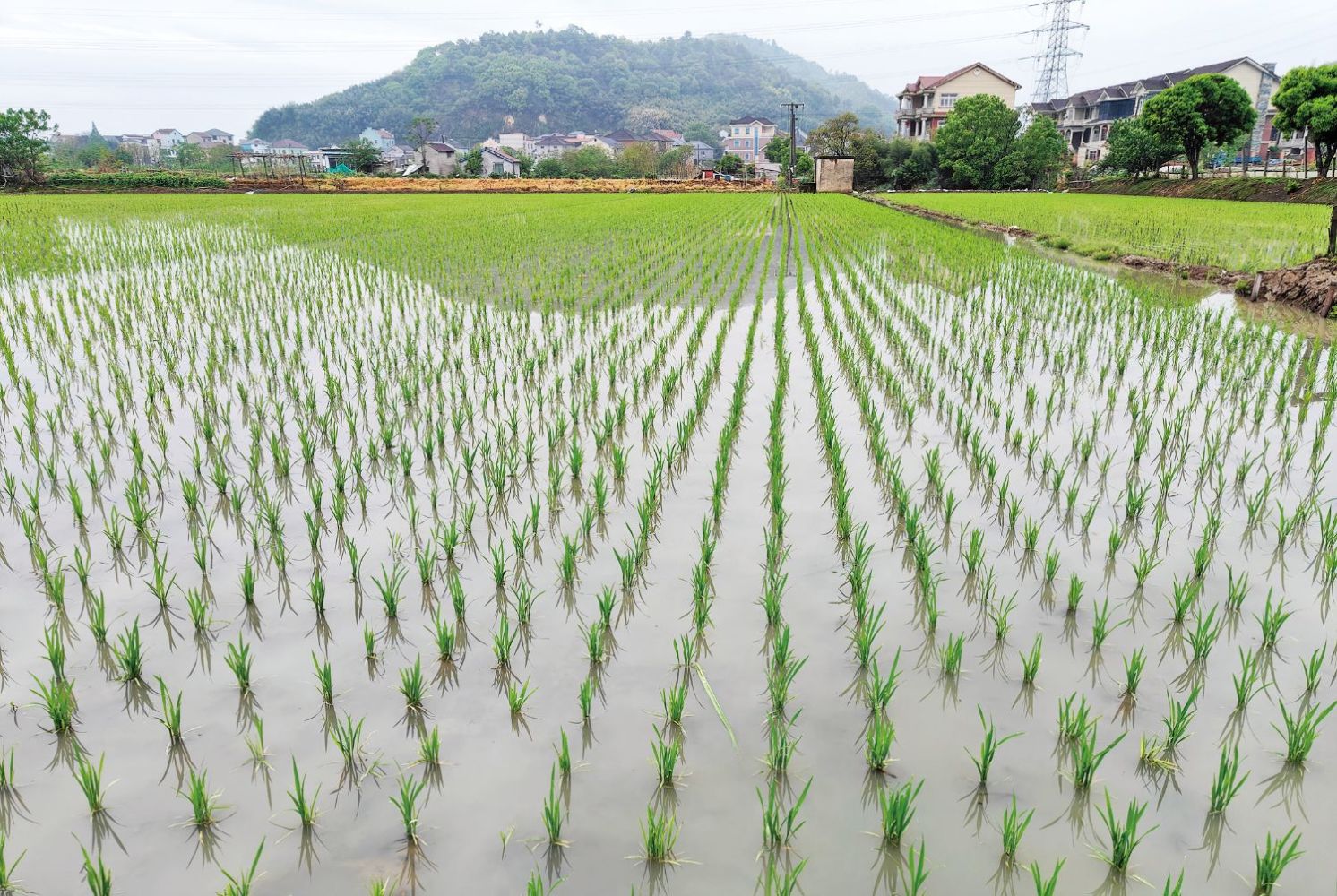 全市早稻播種達7萬畝，技術推廣助力農業增效